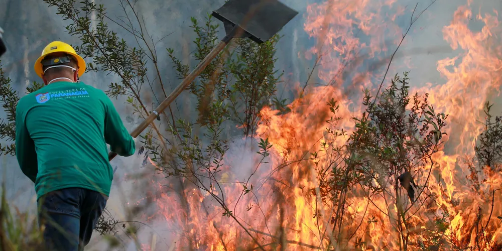 Fogo pode causar danos irreversíveis à fauna e à flora em áreas florestais