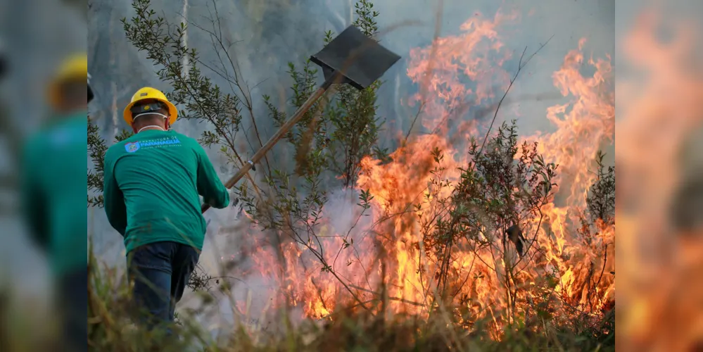 Fogo pode causar danos irreversíveis à fauna e à flora em áreas florestais