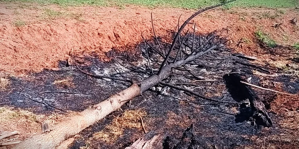 Um pinheiro Araucária também foi atingido pelas chamas