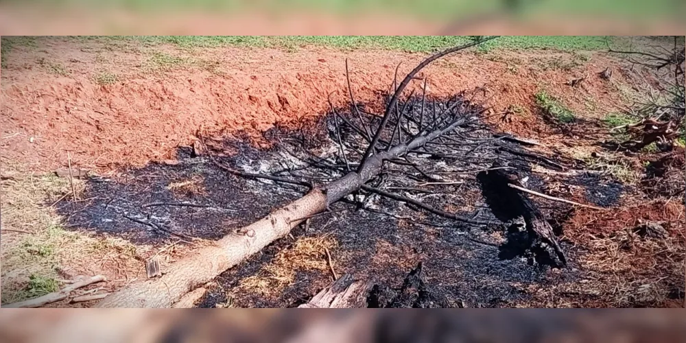 Um pinheiro Araucária também foi atingido pelas chamas