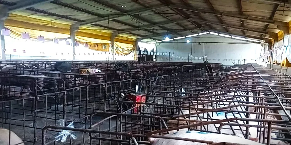 "Efluentes líquidos" da suinocultura estavam sendo despejados numa área de preservação