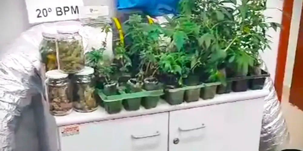 Cerca de 200 pés de maconha foram apreendidos pela polícia