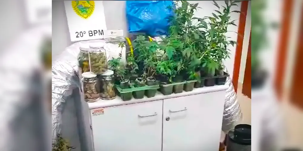 Cerca de 200 pés de maconha foram apreendidos pela polícia