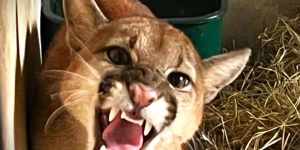 Onça-Parda estava a 20 metros de altura, num sítio