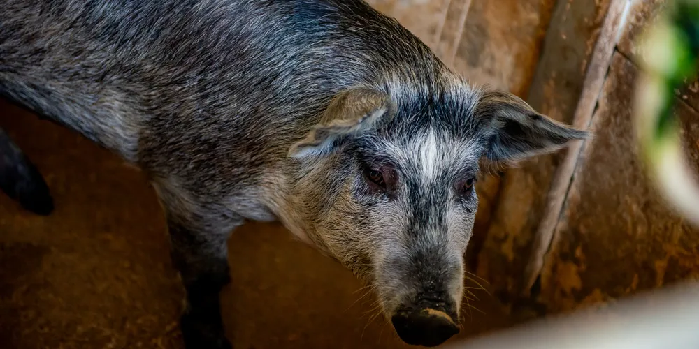 Porco Moura é uma raça criada ao ar livre, sem confinamento