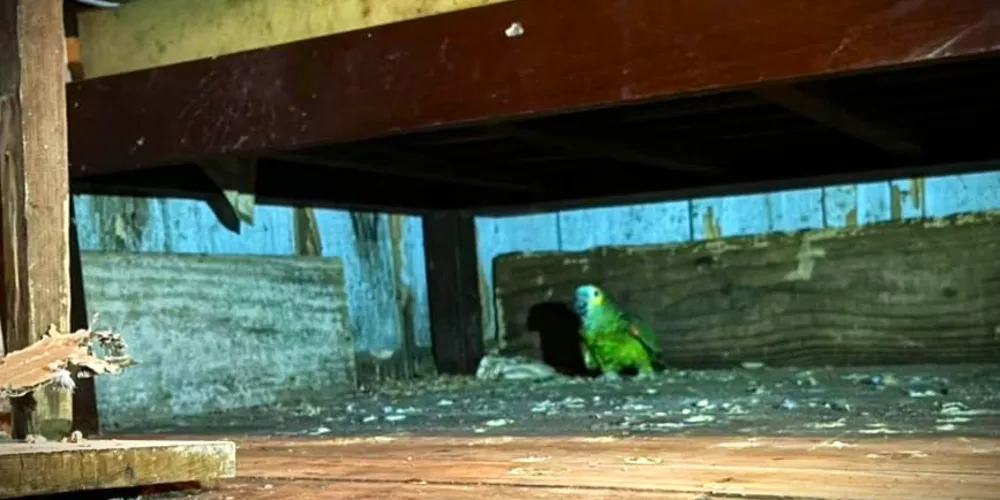 Papagaio-Verdadeiro foi localizado após denúncias no canal 181
