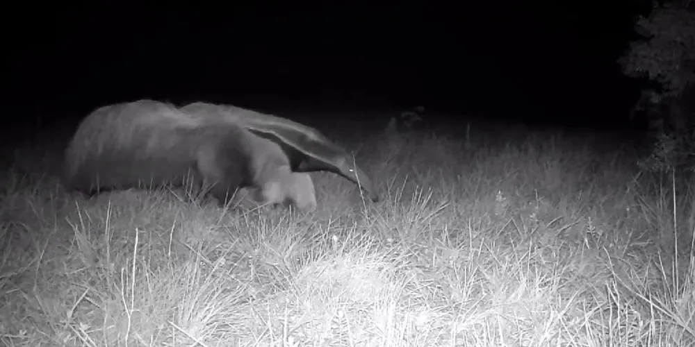 Tamanduá-bandeira se alimenta principalmente de formigas e cupins