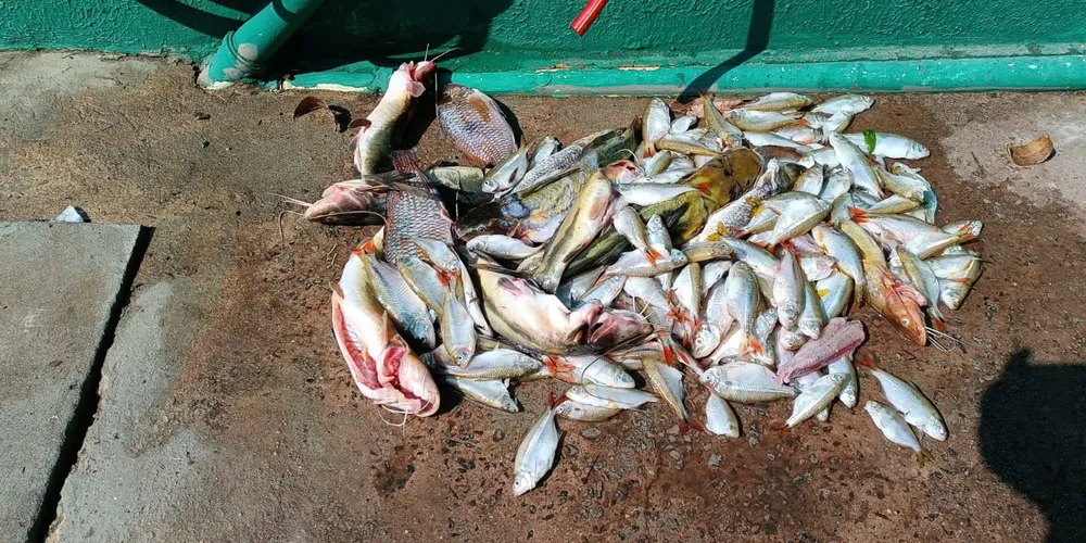Foram apreendidos 4 kg de pescados