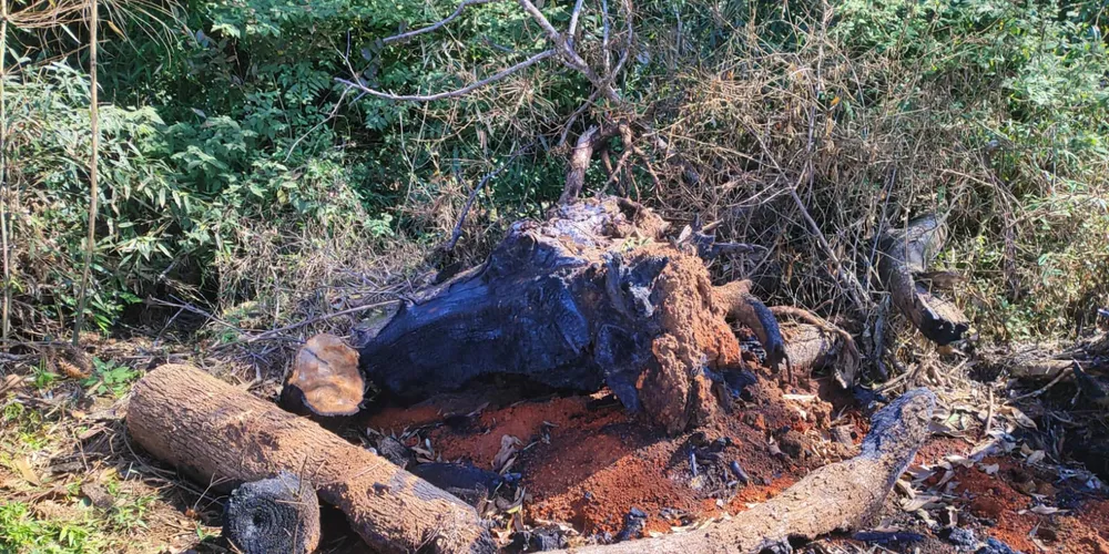 Os dois proprietários não possuíam autorização ambiental para os atos cometidos