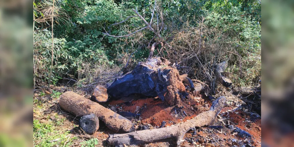 Os dois proprietários não possuíam autorização ambiental para os atos cometidos