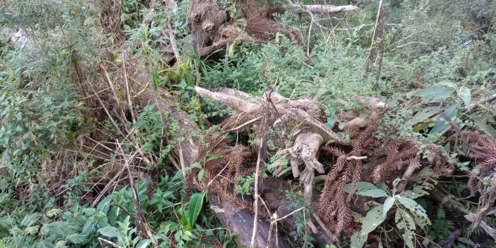 Este foi o terceiro caso de crime ambiental, registrado nesta semana no Paraná