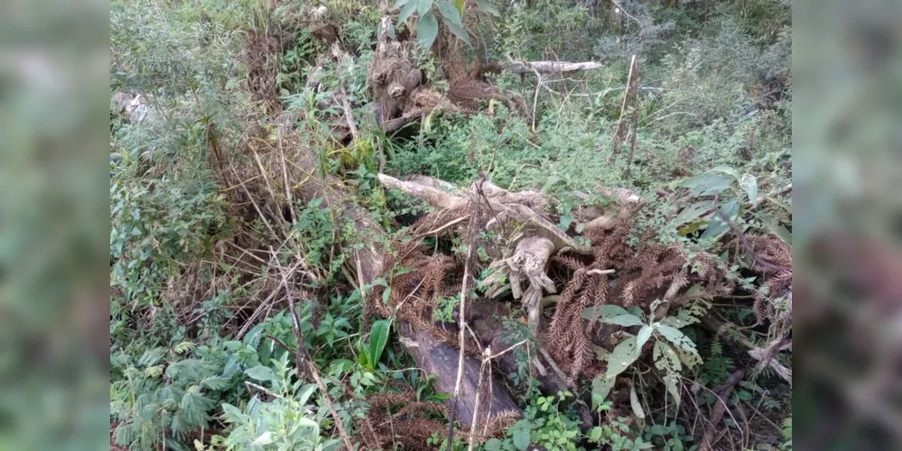 Este foi o terceiro caso de crime ambiental, registrado nesta semana no Paraná