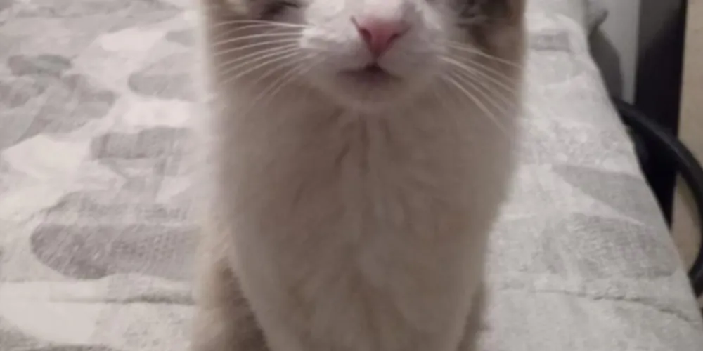 Latim está desaparecido há uma semana