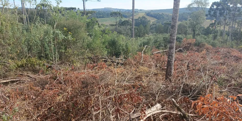 O proprietário, que não possuía autorização ambiental