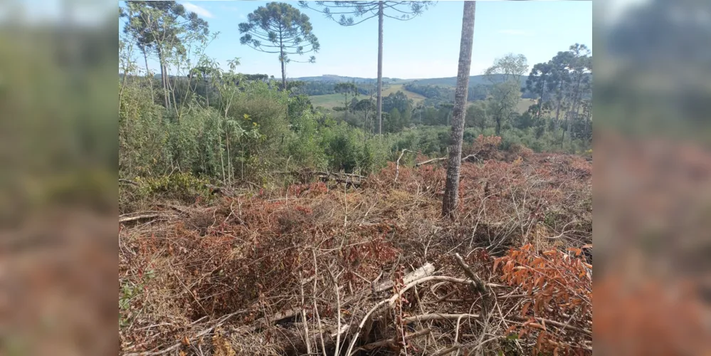 O proprietário, que não possuía autorização ambiental