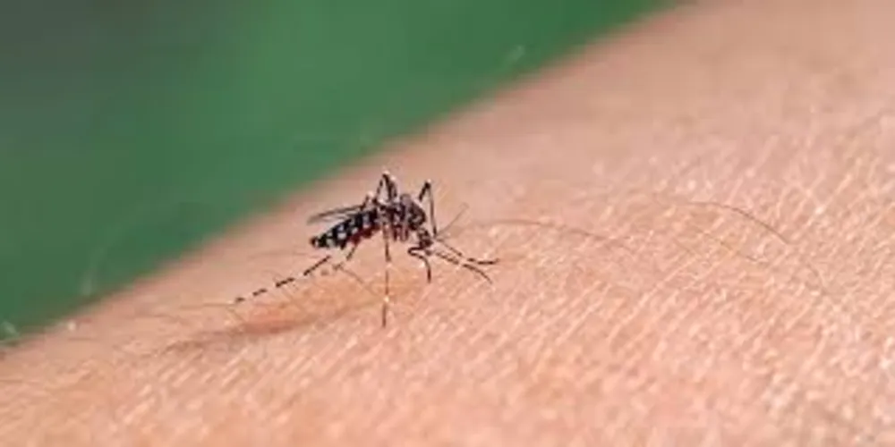 Não há óbitos em decorrência da dengue registrados até o momento