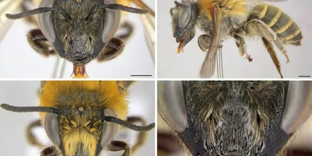 Docente da Unicentro descobre nova espécie de abelha no Parque Municipal das Araucárias