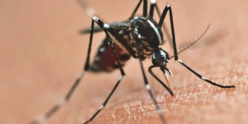 Os dados foram divulgados pela Secretaria de Estado da Saúde (Sesa)