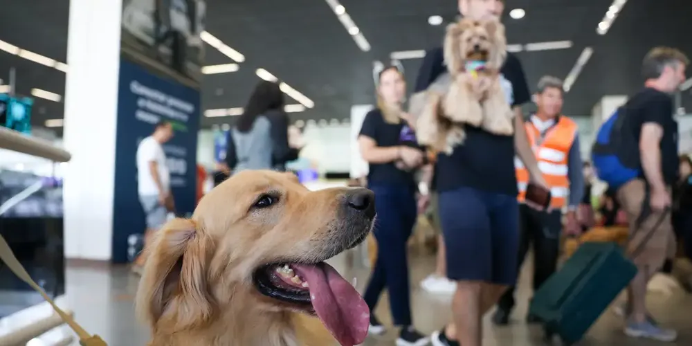 Conviver com animais traz benefícios à saúde