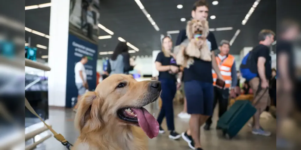 Conviver com animais traz benefícios à saúde