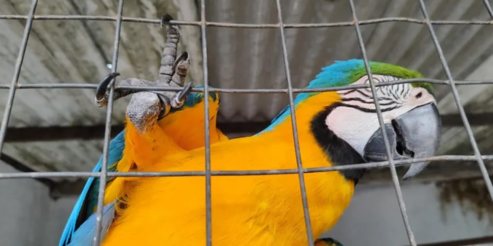 PF deflagra operação para combater tráfico internacional e comércio ilegal de aves silvestres