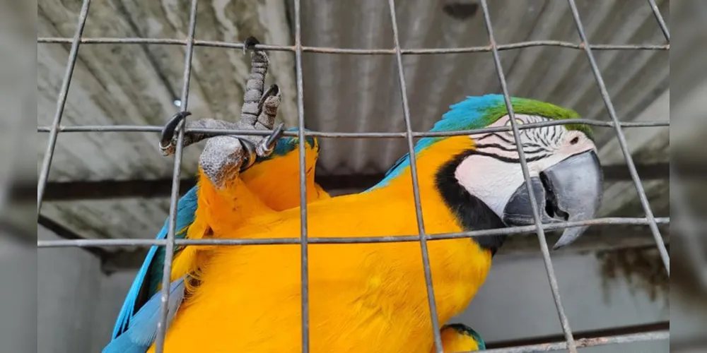 PF deflagra operação para combater tráfico internacional e comércio ilegal de aves silvestres