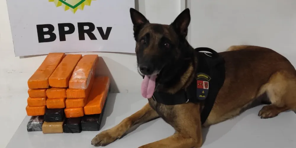 A vistoria ao bagageiro do veículo contou com o auxílio do cão de detecção de entorpecentes Maximus