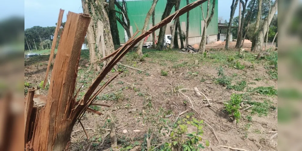 Em Castro, a Polícia Ambiental recebeu denúncia de dano em vegetação nativa mediante corte de sub-bosque e destoca em área correspondente a 0,77 hectare