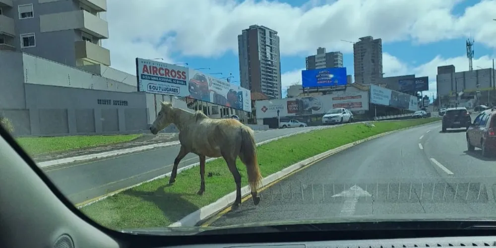 Cavalo caminha ao longo da Visconde de Mauá