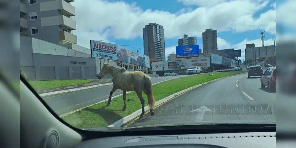 Cavalo caminha ao longo da Visconde de Mauá