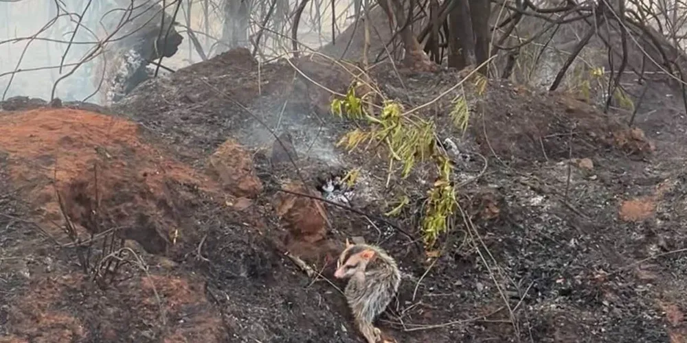 IAT preparou um guia orientativo para auxiliar a população a agir com a fauna silvestre vitimada pelos focos de incêndio