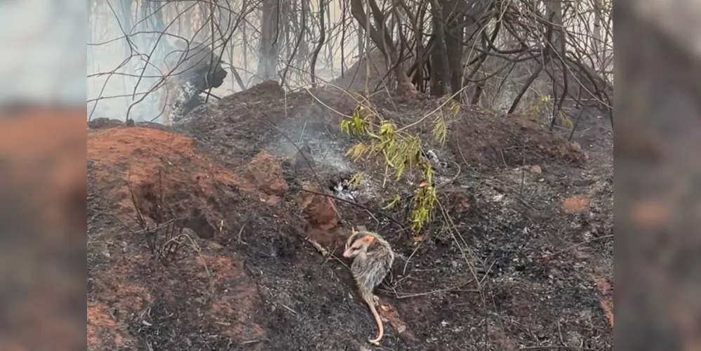 IAT preparou um guia orientativo para auxiliar a população a agir com a fauna silvestre vitimada pelos focos de incêndio