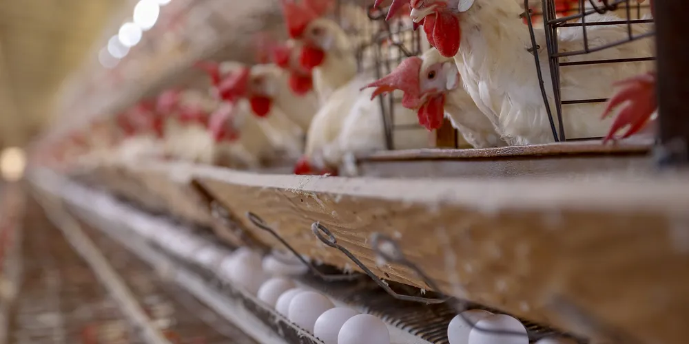 Produção paranaense de frangos, suínos, ovos e leite cresce acima da média nacional