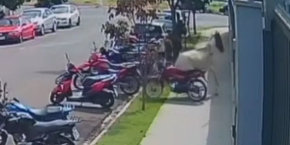 O incidente, que aconteceu na capital paulista, mostra o animal se enroscando na moto