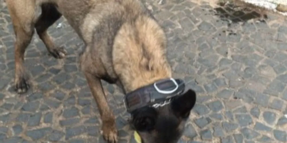 A droga foi apreendida e encaminhada à 13ª Subdivisão Policial (SDP)