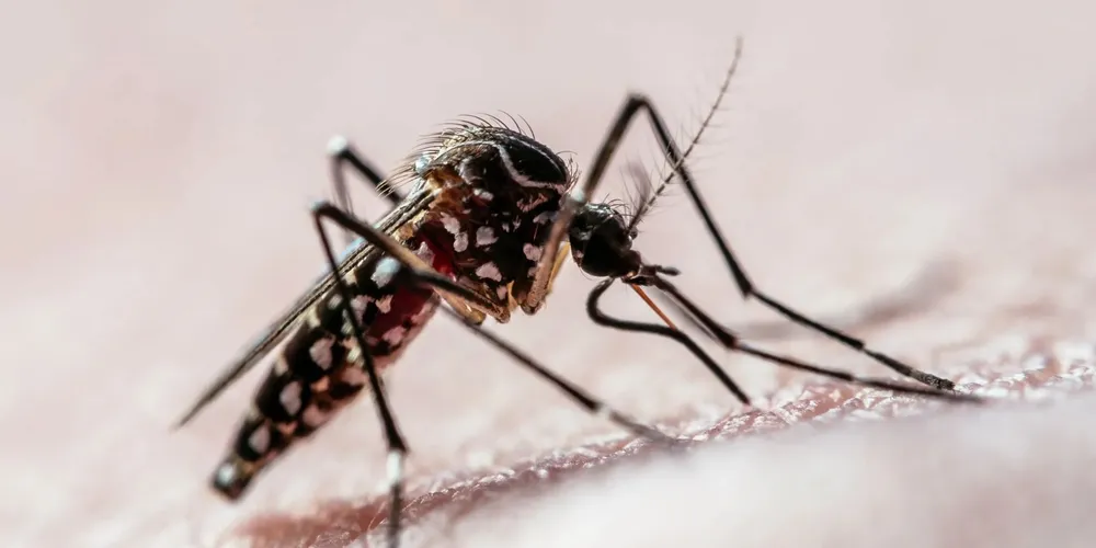 A Sesa também divulgou o boletim de infestação predial, que apresenta o levantamento entomológico para o Aedes aegypti