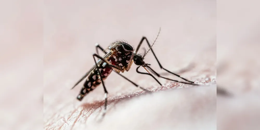 A Sesa também divulgou o boletim de infestação predial, que apresenta o levantamento entomológico para o Aedes aegypti