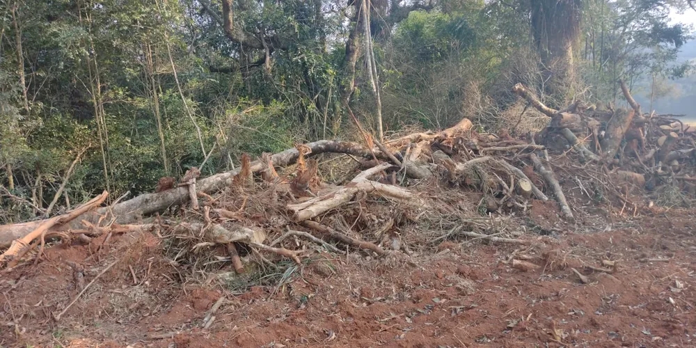 Policiais ambientais constataram em uma propriedade rural na localidade de Vileiros, em Palmeira, nos Campos Gerais, o dano em vegetação nativa do Bioma Mata Atlântica