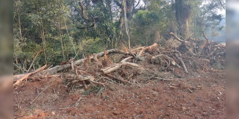 Policiais ambientais constataram em uma propriedade rural na localidade de Vileiros, em Palmeira, nos Campos Gerais, o dano em vegetação nativa do Bioma Mata Atlântica