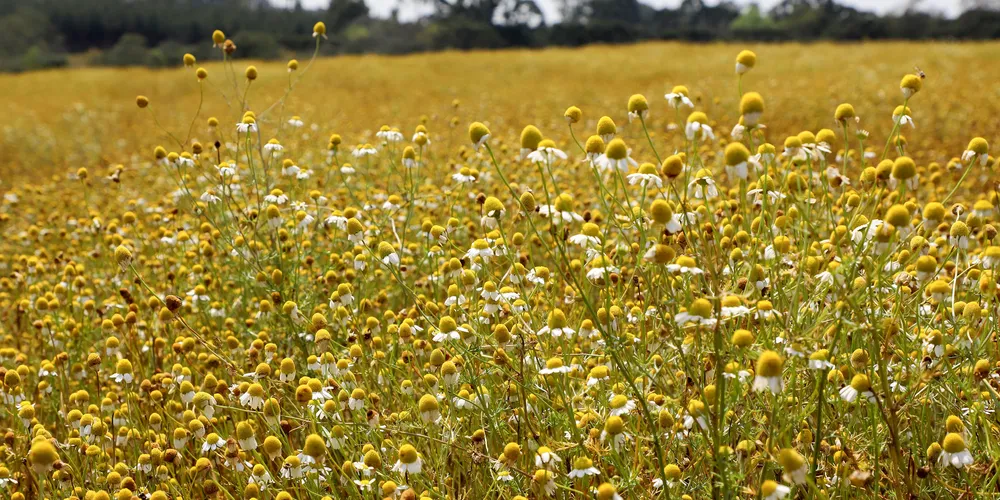 Campos de camomila e cachoeiras: agosto terá oito Caminhadas da Natureza