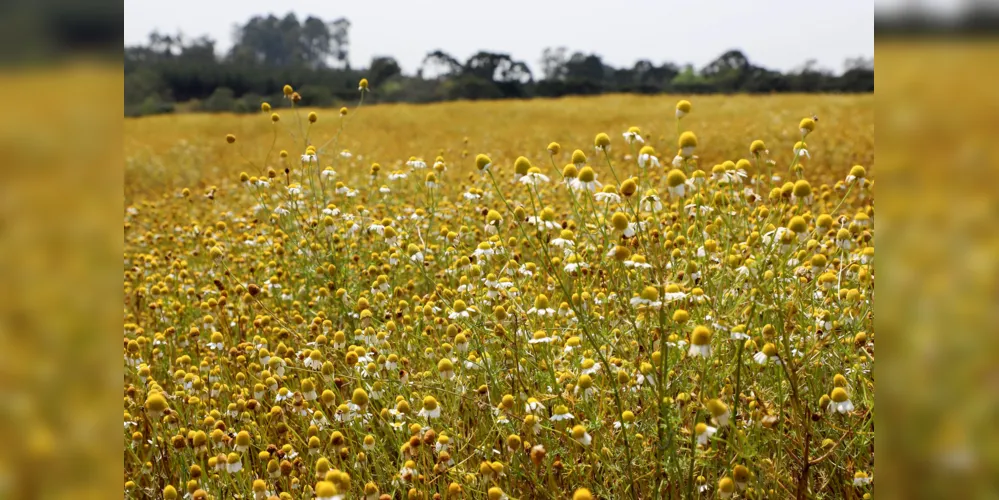 Campos de camomila e cachoeiras: agosto terá oito Caminhadas da Natureza