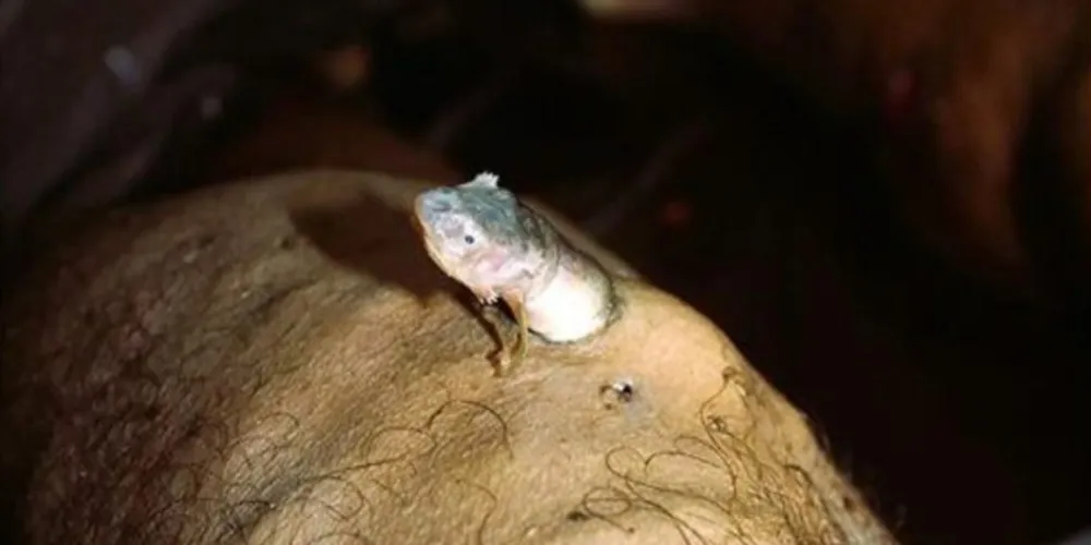 Imagem do candiru em corpo encontrado no Rio Negro