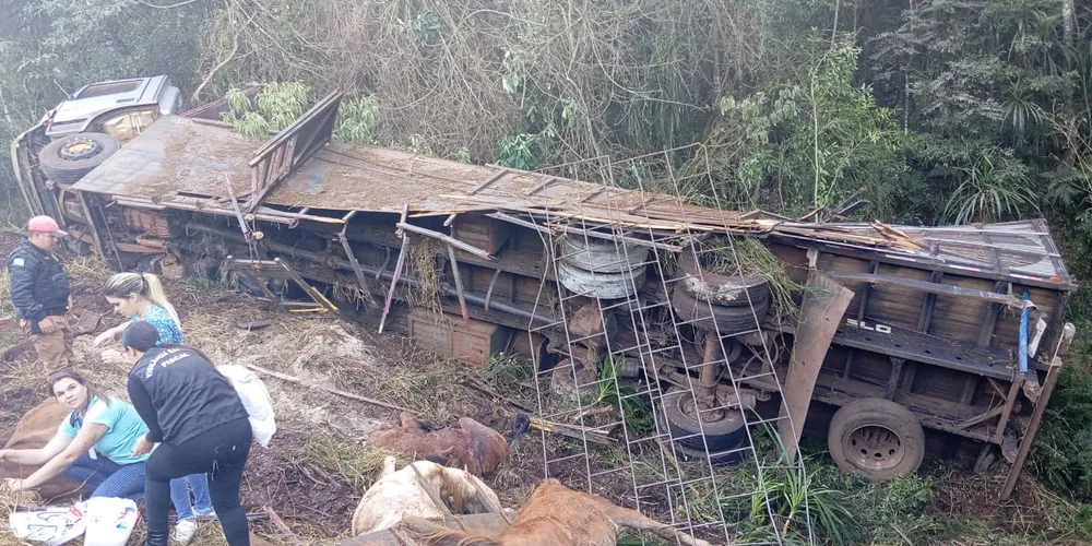 Caminhão tomba e mata seis animais em rodovia de Pitanga