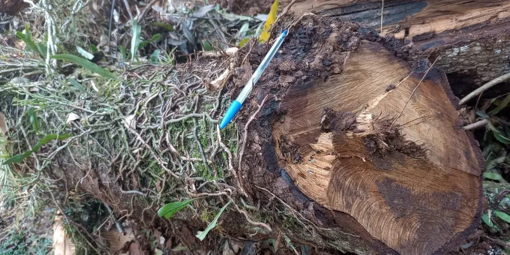 Na propriedade foram apreendidos 9,40 metros cúbicos de lenha nativa