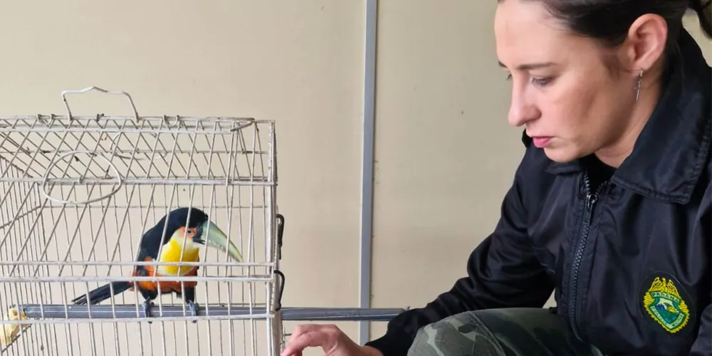 Batalhão de Polícia Ambiental orienta como proceder entrega voluntária de animais silvestres