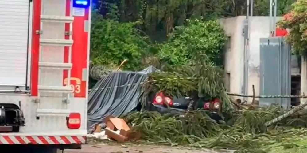A forte chuva que atingiu a região pode ter sido a causa da queda da árvore