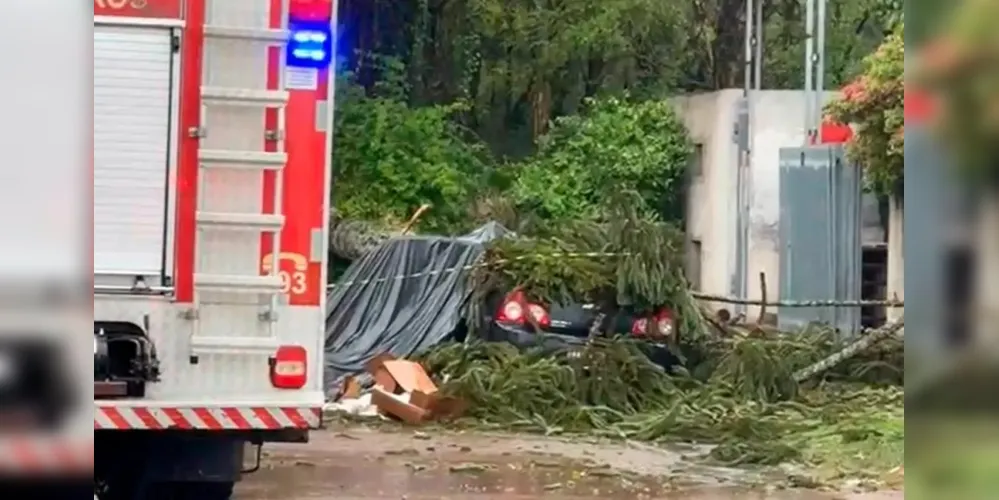 A forte chuva que atingiu a região pode ter sido a causa da queda da árvore