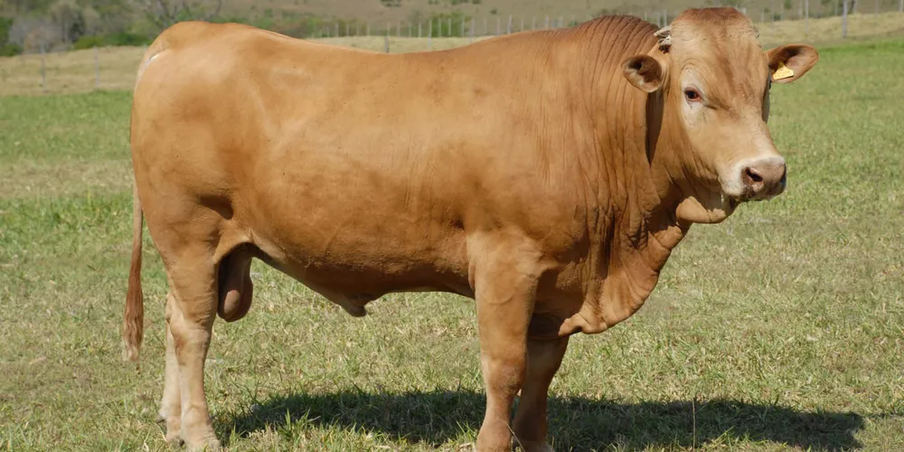 Associação dos Criadores de Purunã está promovendo um amplo recadastramento dos animais puros ou cruzados para uma uma detalhada avaliação genética. Objetivo é saber não só a dimensão, mas também a qualidade do rebanho, cuja raça foi desenvolvida pelo IDR-Paraná.