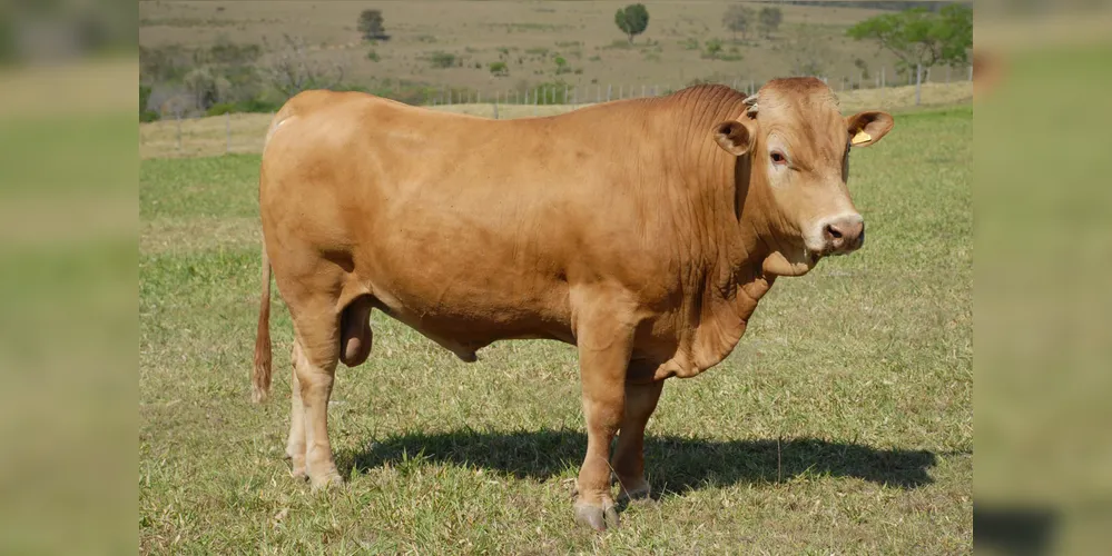 Associação dos Criadores de Purunã está promovendo um amplo recadastramento dos animais puros ou cruzados para uma uma detalhada avaliação genética. Objetivo é saber não só a dimensão, mas também a qualidade do rebanho, cuja raça foi desenvolvida pelo IDR-Paraná.