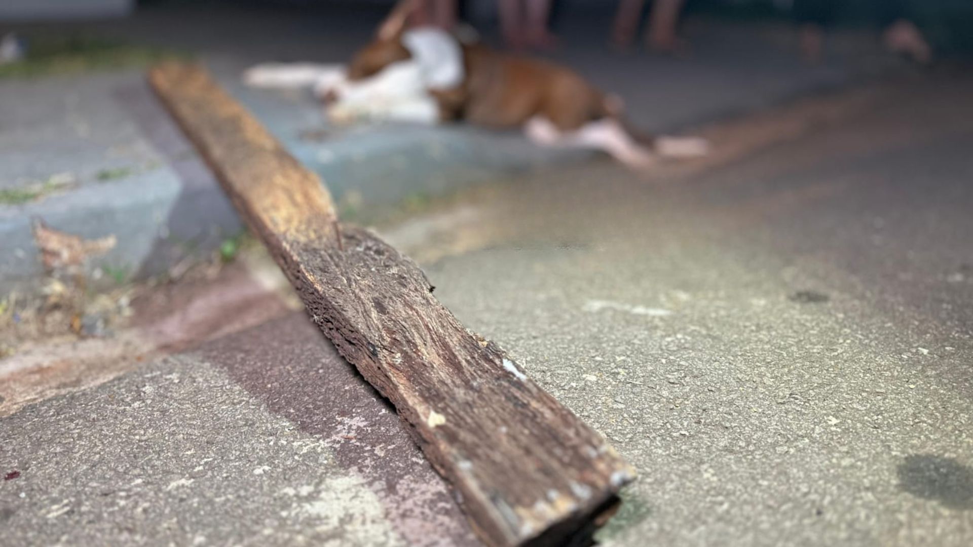 Cachorro acabou morrendo devido à gravidade dos ferimentos